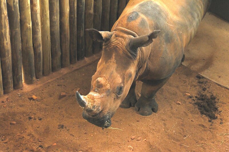 Ein LKW siedelt heute vier Nashörner von einer Farm in Südafrika nach Naua Naua. – Bild: BR/​SWR/​Harald Mittermüller