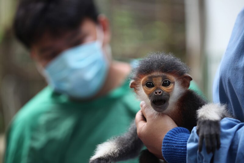Im Endangered Primate Rescue Center im Nationalpark Cuc Phuong werden aus dem Wildtierhandel beschlagnahmte Affen aufgepäppelt. – Bild: BR/​Medienkontor/​Therese Engels