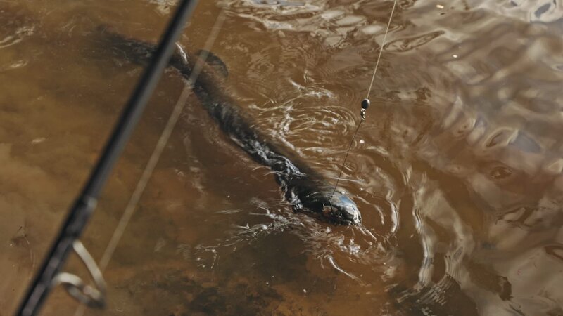 Cyril Chauquet versucht, den Fisch aus dem Wasser zu ziehen. – Bild: Untamed Productions