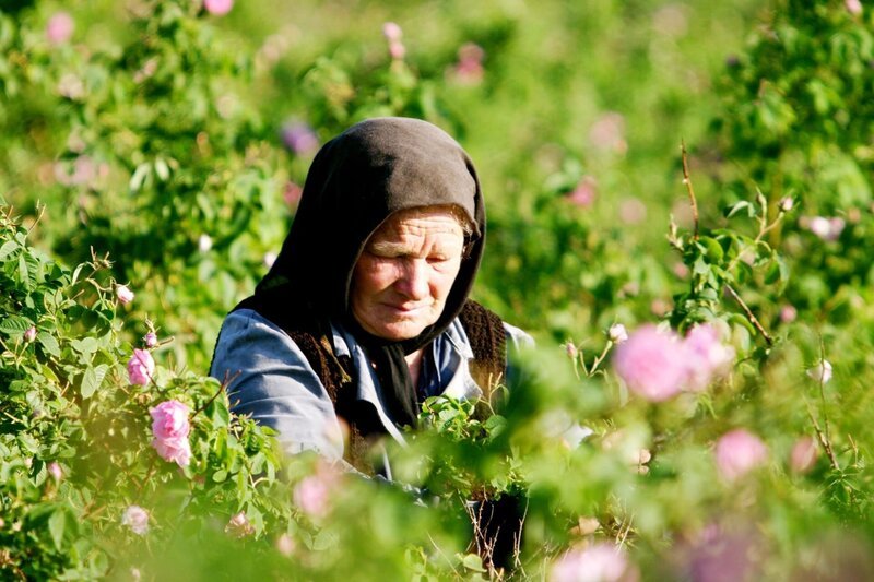 Das Tal von Kasanlak ist berühmt für seinen Rosenbau. Etwa 2 Kilo Blüten ergeben ein Gramm des wertvollen Rosenöls. – Bild: ORF/NDR Natur Film/NDR Natur Film/Dr.Ernst Sasse Das Tal von Kasanlak ist berühmt für seinen Rosenbau. Etwa 2 Kilo Blüten ergeben ein Gramm des wertvollen Rosenöls. – Bild: ORF/NDR Natur Film/NDR Natur Film/Dr.Ernst Sasse
