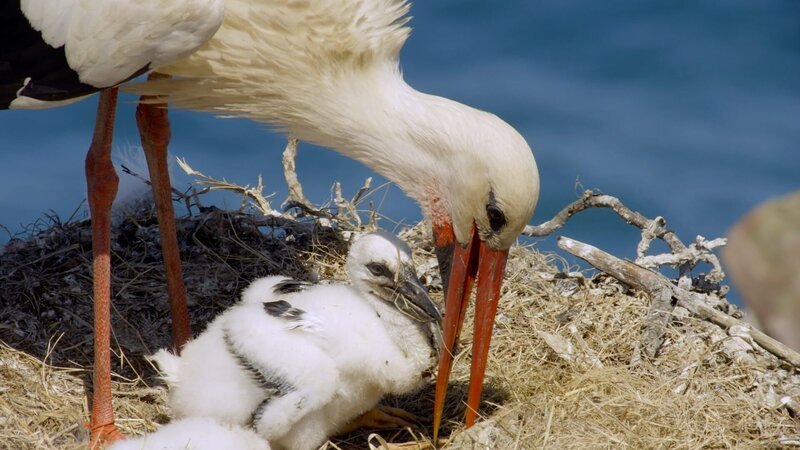 Storch mit Jungtier im Nest. – Bild: ORF/SKYLAND Productions/Proell Film Storch mit Jungtier im Nest. – Bild: ORF/SKYLAND Productions/Proell Film