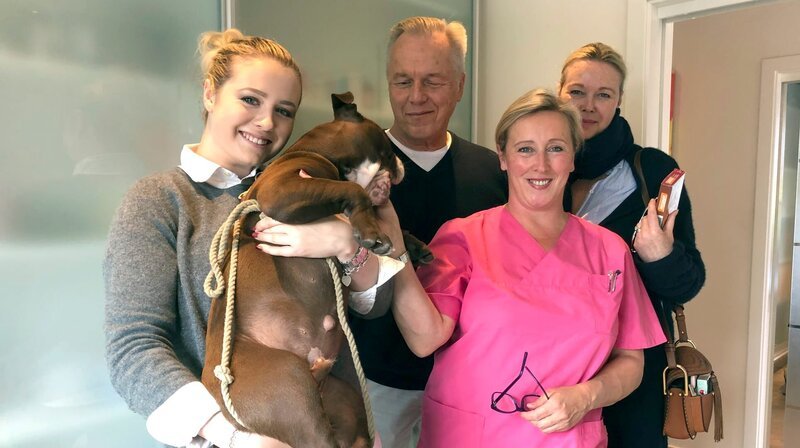 Inseltierärztin Stephanie Petersen muss der quirligen Bulldogge eine Hautprobe mit dem Skalpell entnehmen. Familie Hansen aus Bayern ist noch entspannt. – Bild: NDR/​Doclights GmbH 2020