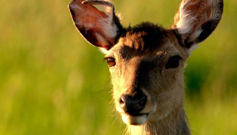 Das reiche Angebot an Blüten und Korn lockt Damwild aus den Wäldern auf offene Wiesen und Felder. – Bild: SWR/​MDR/​NDR Naturfilm/​Capricornum