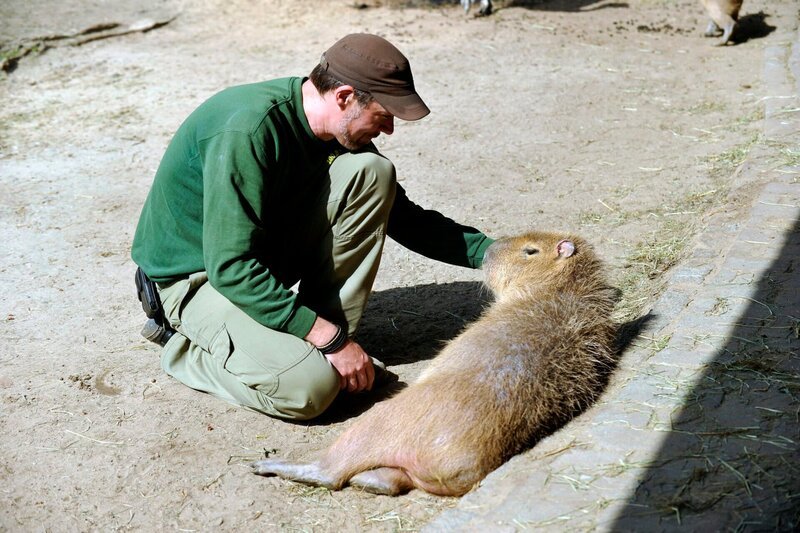 Reviertierpfleger Christian Möller mit Wasserschwein Elena im Zoo Berlin. – Bild: rbb/​Thomas Ernst