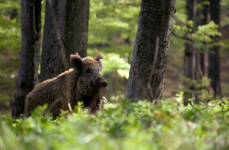 Wildschwein im Mischwald. – Bild: ORF/ScienceVision/Rita Schlamberger Wildschwein im Mischwald. – Bild: ORF/ScienceVision/Rita Schlamberger