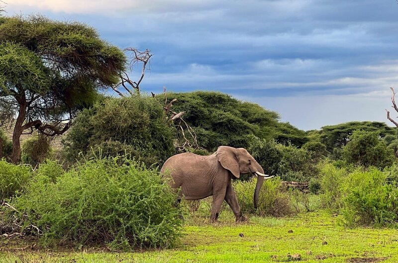 Elefant am Fuß des Kilimandscharo – Bild: Carsten Heider/​SR