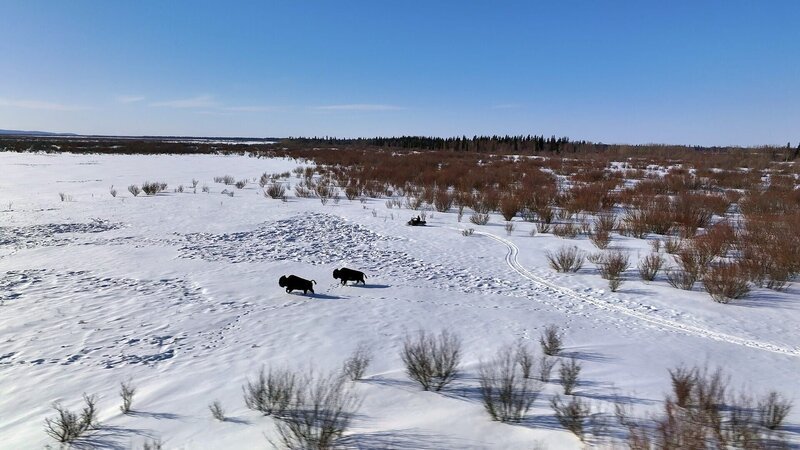 Chevie Roach und Roger Hamilton Jr. entdecken ein paar reisende Bisons. (National Geographic) – Bild: National Geographic