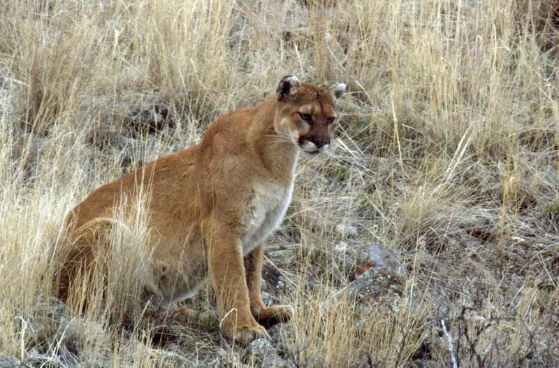 Sie gelten als die Ninjas der Rocky Mountains: Nahezu unbemerkt schleichen Pumas durch die nordamerikanische Gebirgslandschaft. – Bild: phoenix/​Arte/​Vision Hawk Films
