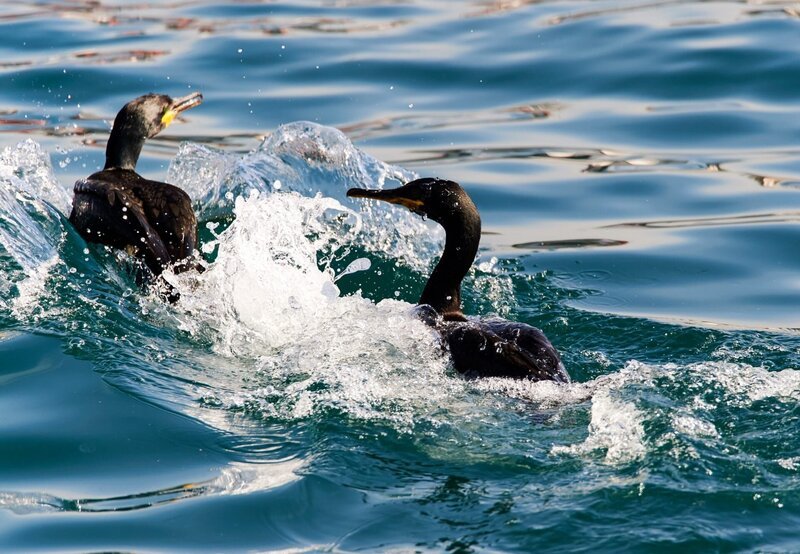 Krähenscharben – Konkurrenz im Bosporus. – Bild: ORF/epo-film/Norbert Sommer Krähenscharben – Konkurrenz im Bosporus. – Bild: ORF/epo-film/Norbert Sommer