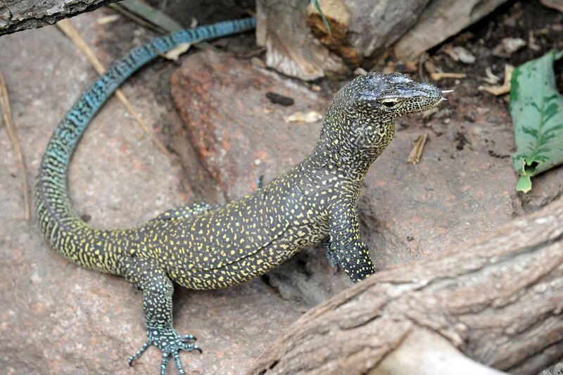 Bei der Reinigung der Waran-Anlage im Reptilienhaus des Tierparks geht ohne einen Sicherheitsposten überhaupt nichts: Während ein Tierpfleger putzt, muss der andere die beiden Hechtalligatoren in Schach halten. – Blauschwanzwaran – Bild: rbb/​Thomas Ernst