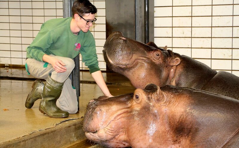 Im Flusspferd-Gehege geht es wild zu: Rosi soll vorerst keinen Nachwuchs mehr bekommen, also muss verhütet werden. Für Tierarzt Tobias eine besondere Herausforderung: er muß eine kleine Stelle hinter Rosis Ohr zielgenau mit dem Blasrohr treffen, um ihr das Medikament zu spritzen. Und Flusspferde sollte man besser nicht erschrecken, denn sie gehören zu den gefährlichsten Tieren der Welt. Bild: Flusspferd-WG mit Daniel Idler. – Bild: SWR/​Christian Neumann
