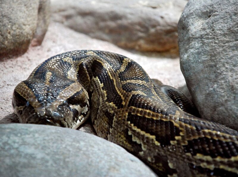 Tigerpython Monika lässt ihre Hüllen fallen – Eisbär, Affe & Co. zeigt die Häutung der Schlange. – Bild: SWR/​Thorsten Backofen