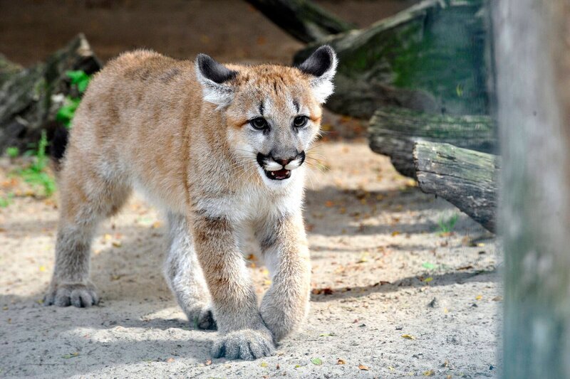 Im Kinderzoo wartet auf Tierpfleger Mario Barabasz am frühen Morgen eine freudige Überraschung: Shetlandpony-Stute Vroni bringt ein Fohlen zur Welt. Und das im Freien. Kaum auf der Welt, gilt es für das Pony-Kind schnell auf die Beine und an die Milchbar zu kommen. Foto: Das Montana-Puma-Junges Missoula im Tierpark Berlin. – Bild: rbb/​Thomas Ernst