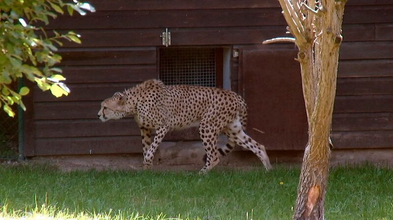 Das Gehege von Gepardin Malawi im Opel Zoo Kronberg wird aufgehübscht. – Bild: HR