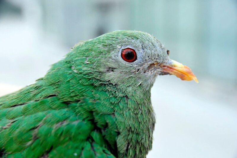 Rührend kümmert man sich um eine der ältesten tierischen Bewohner: Die Schwarzkinnfruchttaube Frau Taube. Sie lebt schon seit über zwanzig Jahren im Tierpark und hat mittlerweile Pflegestufe zwei: Musiktherapie und Schnabelpediküre inbegriffen … – Bild: rbb/​Thomas Ernst