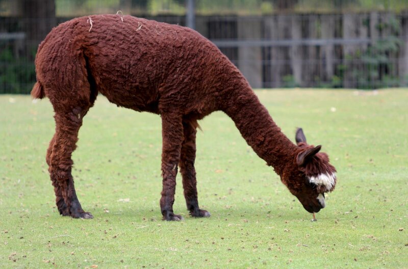 Azubi Jana lernt die Südamerika-Anlage kennen. Dabei geht sie mit Ameisenbären, Nandus und Alpakas auf Tuchfühlung. – Bild: SWR/​Christian Neumann