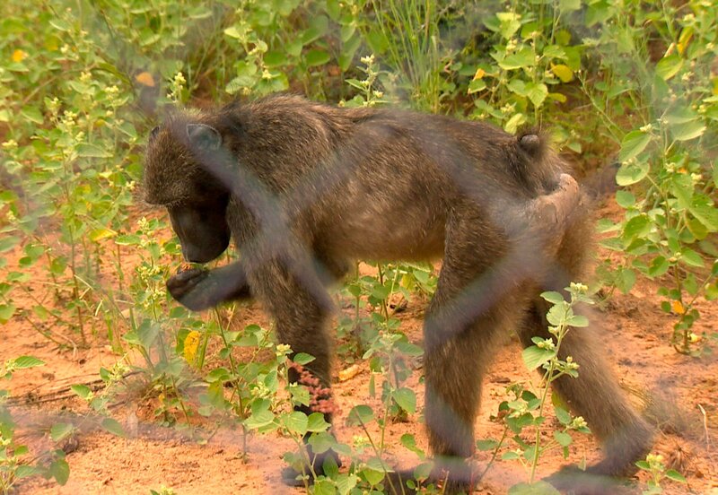 Pavian Jacob hat ein Problem mit seinen eigenen Artgenossen. – Bild: SWR/​Christian Marohl