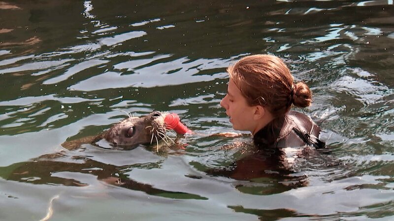 Die Seehunde im Frankfurter Zoo finden den Putztag im Becken richtig lustig. – Bild: HR