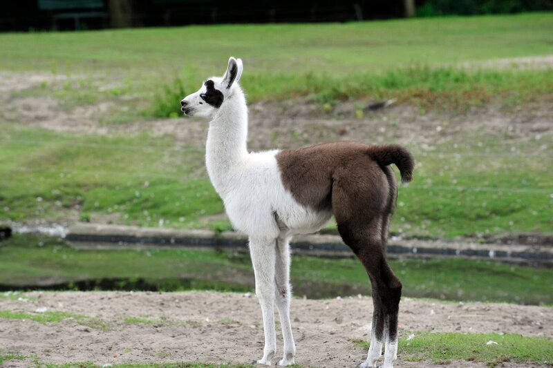 Im Kamelrevier soll das Jungtier Phillip Lahma entsprechend seinem Namen Fußballspielen lernen. Doch statt dem Ball hinterher zu rennen, ergreift dieser lieber die Flucht … – Bild: rbb/​Thomas Ernst