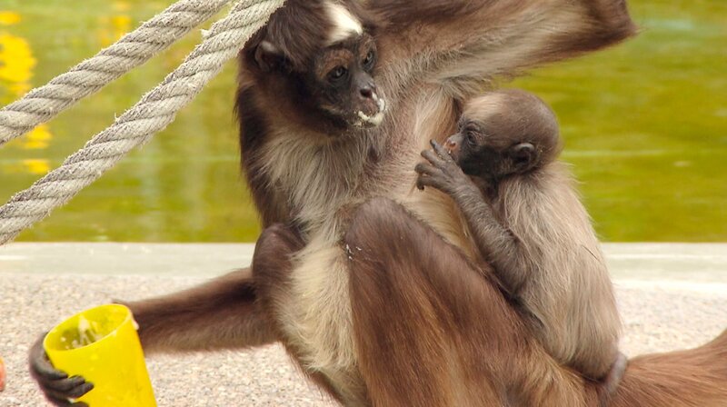 Klammeraffen Jungtier in der Wilhelma. – Bild: SWR/​Christian Neumann