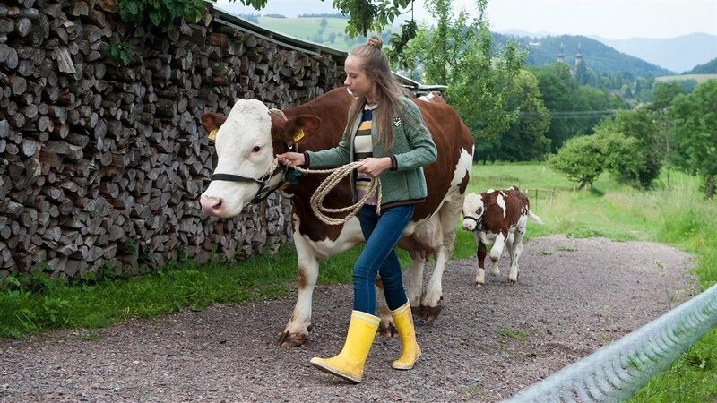 Mutterkuh – Bild: SWR/​Maria Wiesler