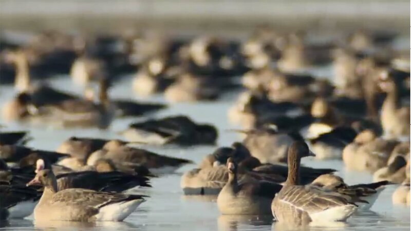 Vögel auf dem Wasser – Bild: ORF