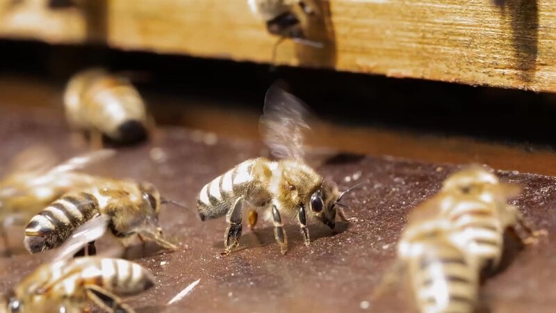 In der „Sendung mit dem Elefanten“ geht es diesmal um Honig-Bienen. – Bild: WDR/​Die Sendung mit dem Elefanten