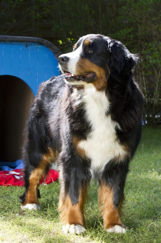 Keks hört einen Hilferuf. – Bild: ZDF/​Zia Ziarno