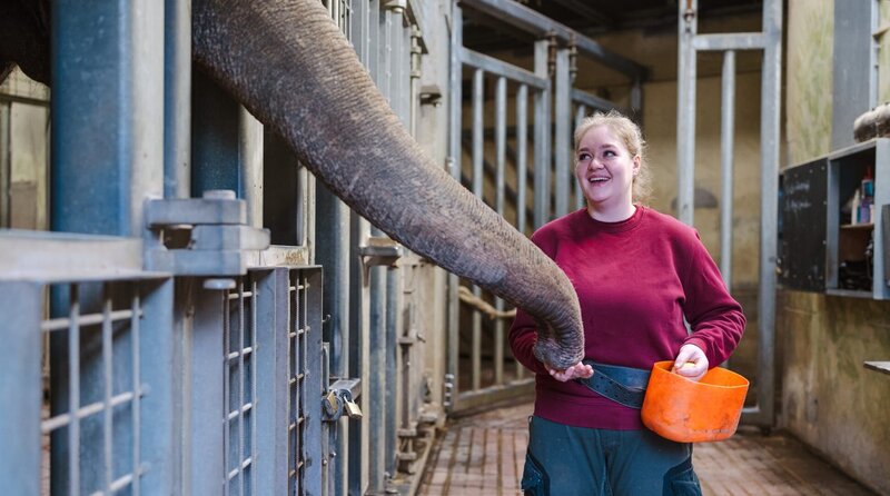 Rüssel von Elefant Tefi mit der Tierpflege-Azubi Lea im Zoo Münster. – Bild: WDR/​i&u TV Produktion/​Ben Knabe