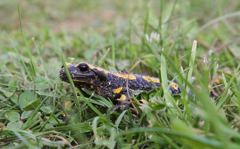 feuersalamander – Bild: KiKA