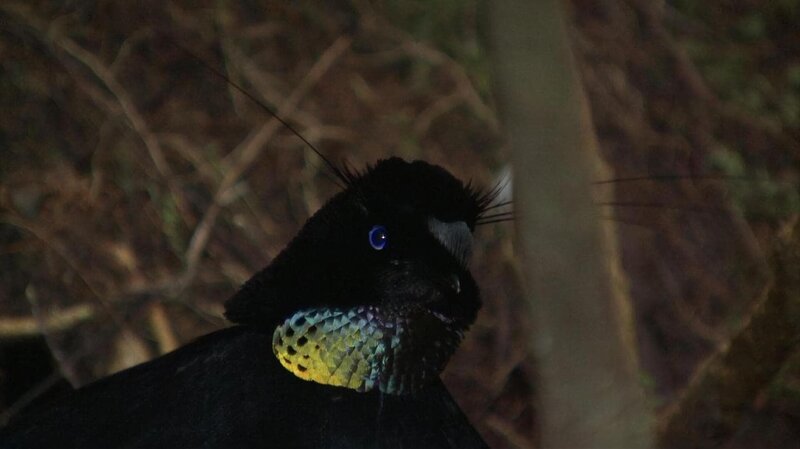 Ein Sichelparadiesvogel. – Bild: BR/​Eberhard Meyer
