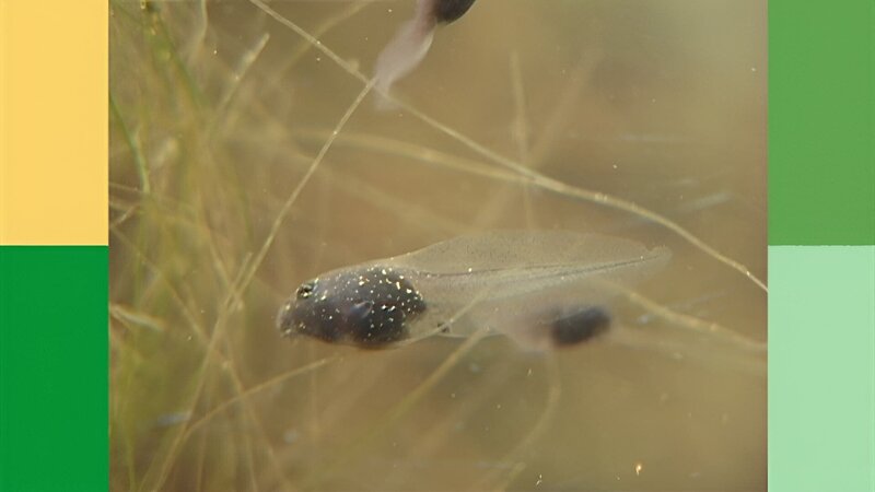 In der „Sendung mit dem Elefanten“ gibt es einen Tierfilm, in dem gezeigt wird, wie Kaulquappen sich zu Fröschen entwickeln. – Bild: WDR/​Die Sendung mit dem Elefanten