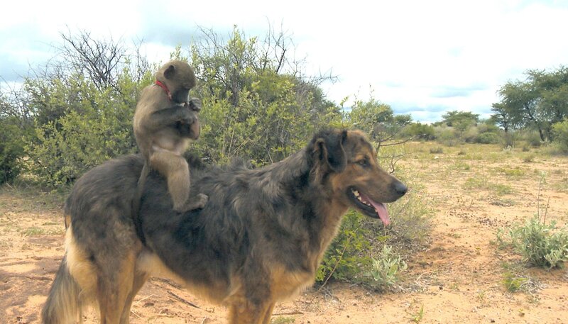 Die beliebtesten Reittiere für Paviankinder sind Hunde. – Bild: BR/​SWR/​Harald Mittermüller