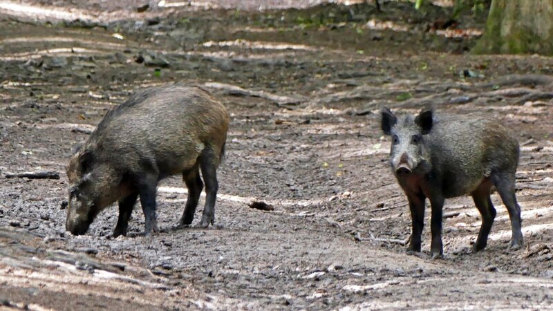 Wildschweine haben eine hervorragende Spürnase. Mit ihrem Rüssel wühlen sie den Boden auf und suchen nach Nahrung. – Bild: BR/​Text und Bild Medienproduktion GmbH & Co.KG