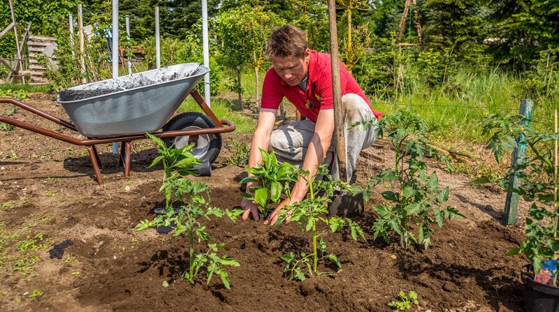 Peter Rasch pflanzt Tomaten ins Freiland. – Bild: NDR/​Udo Tanske