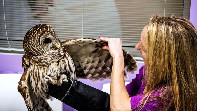 Nikki sitting in waiting room lifting up Miss Thangs left wing. – Bild: Animal Planet