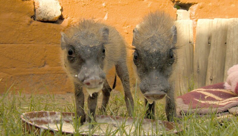 Volontärin Davina nimmt heute Abschied von den Warzenschweinbabys. – Bild: BR/​SWR/​Harald Mittermüller