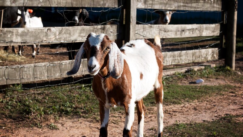 Wide shot from side of Jetta full body. – Bild: Animal Planet