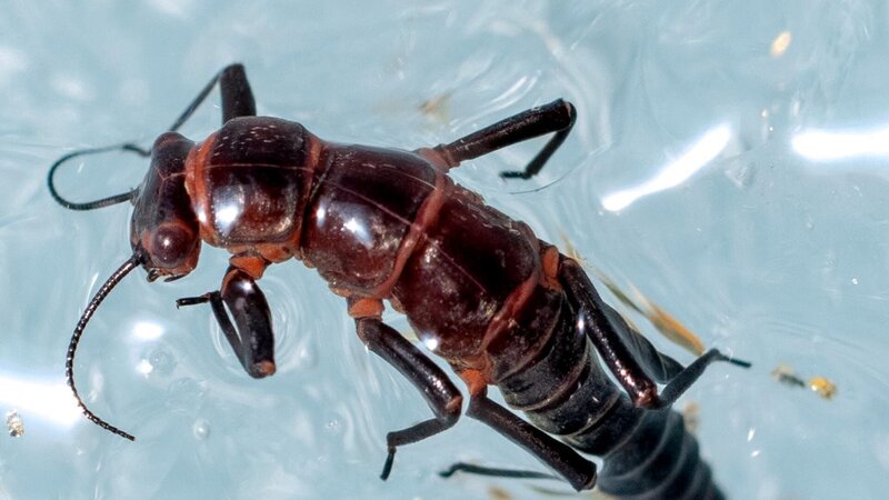 Bild: Licensed by BOAT ROCKER RIGHTS, Inc.