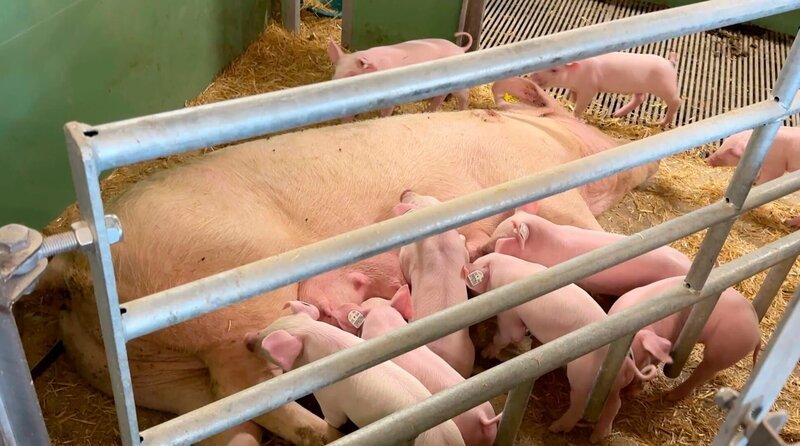 Marktcheck recherchiert: Woher kommt das Fleisch von EDEKA? – Bild: SWR