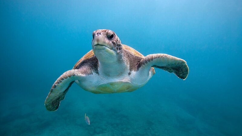 Green sea turtle swimming near El Puertito beach on the island of Tenerife in the Canary Islands. – Bild: James R.D. Scott