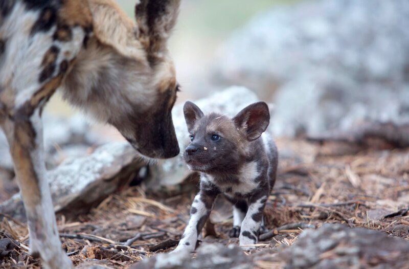 Mutter Wildhund und einer ihrer Welpen beschnuppern einander. – Bild: phoenix/Terra Mater Factual Studios/Kim Wolhuter Mutter Wildhund und einer ihrer Welpen beschnuppern einander. – Bild: phoenix/Terra Mater Factual Studios/Kim Wolhuter
