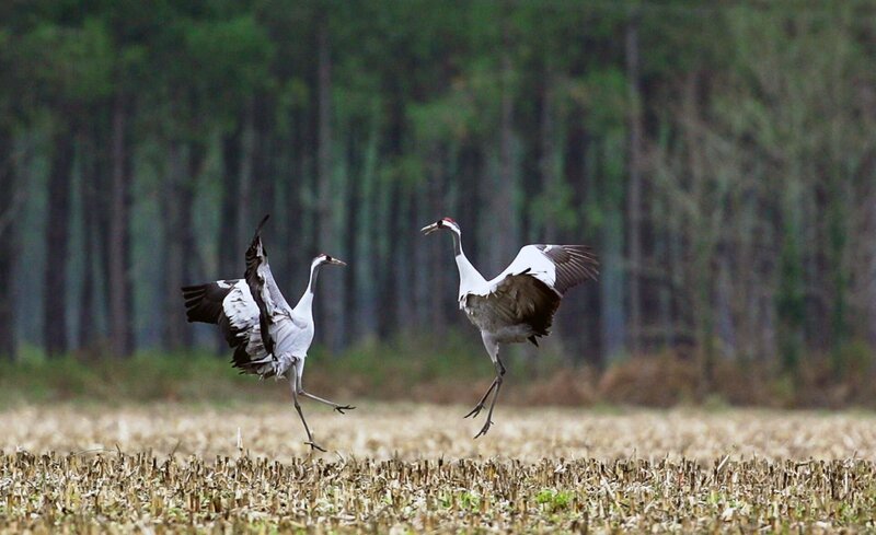 Bild: SWR/​Biosphoto/​Rémy Courseaux
