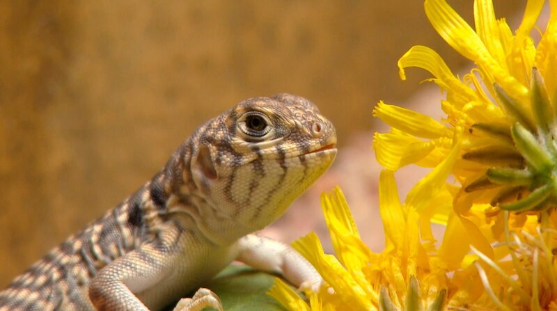 Wüstenleguan Jungtier in der Wilhelma. – Bild: BR/​SWR/​Christian Neumann