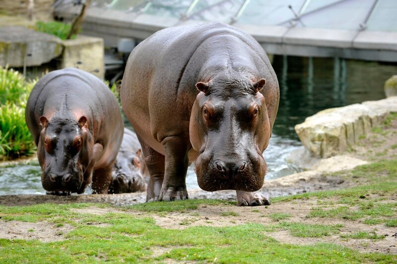 Zweimal im Jahr muss das Wasser bei den Flusspferden im Zoo Berlin komplett ausgetauscht und das Becken von Algen befreit werden. Die sechsköpfige Flusspferd-Riege muss während der ganzen Putzaktion im Stall bleiben und warten, bis alles wieder sauber ist. Zwischendurch müssen die Flusspferde immer wieder abgeduscht werden, sonst besteht die akute Gefahr, dass ihre Haut zu trocken wird und Risse bekommt. – Bild: rbb/​Thomas Ernst