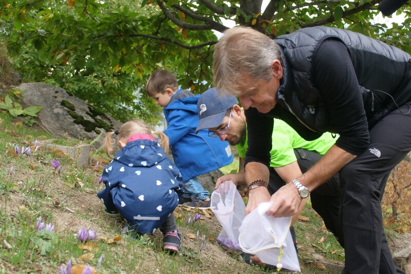 Remigius Pfaffen will die Tradition des Safrananbaus im Bergdorf Mund erhalten. – Bild: ZDFinfo