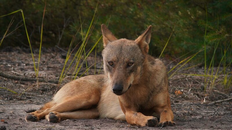 Im Land der Wölfe – Bild: ZDF und Sebastian Körner