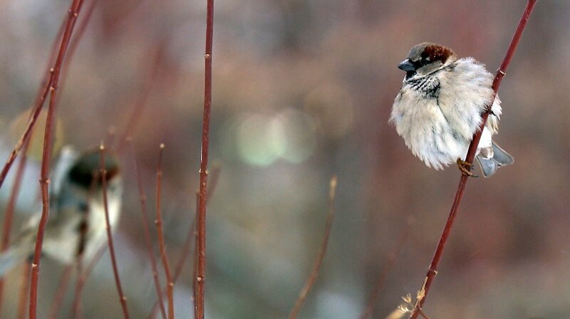 Spatzenmännchen im Moskauer Winter. – Bild: WDR/​Kurt Mayer Film