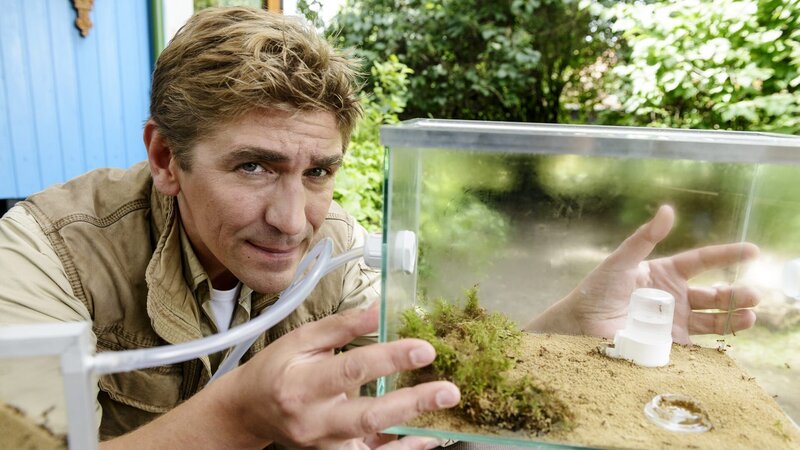Fritz Fuchs (Guido Hammesfahr) nimmt ein unbekanntes Ameisenvolk in einem besonderen Formikarium in Pflege. – Bild: ZDF und Antje Dittmann