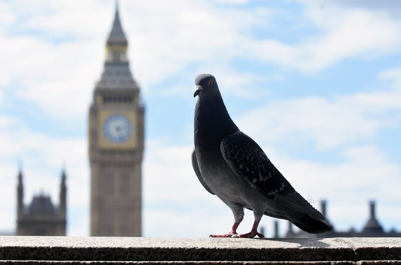 Taube auf dem Sims mit Big Ben im Hintergrund. – Bild: maramedia ltd.